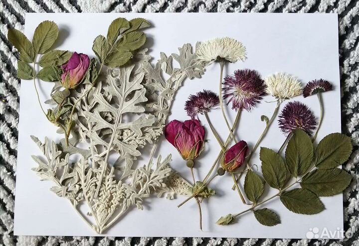 Гербарий, сухоцветы (плоские)