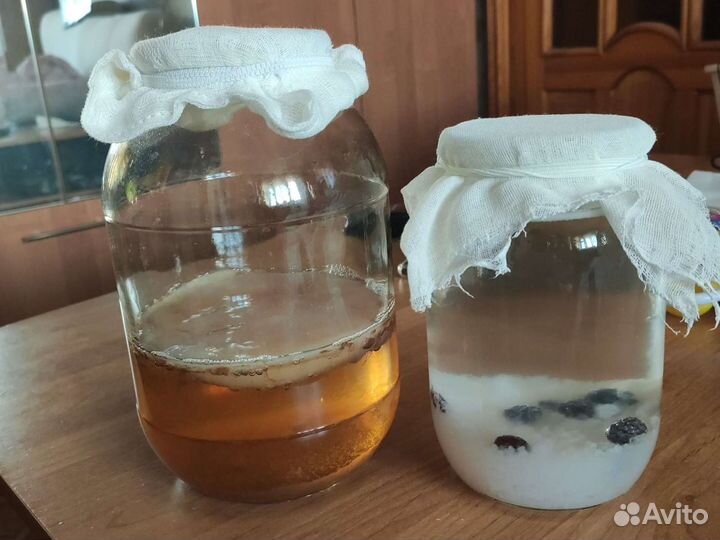 Индийский морской рис, чайный гриб-зооглеи