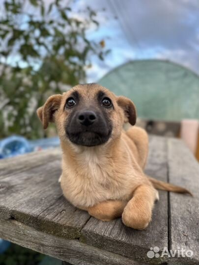 Девочка ищет дом