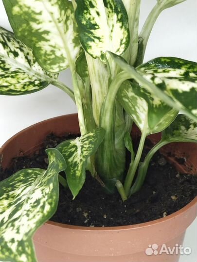 Диффенбахия Ами