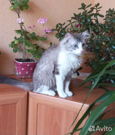 Норвежская лесная