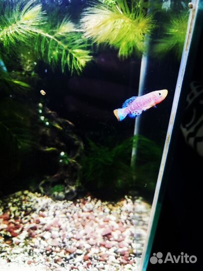 Аквариум 10 литров