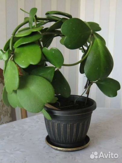 Хойя kerry. Валентинка