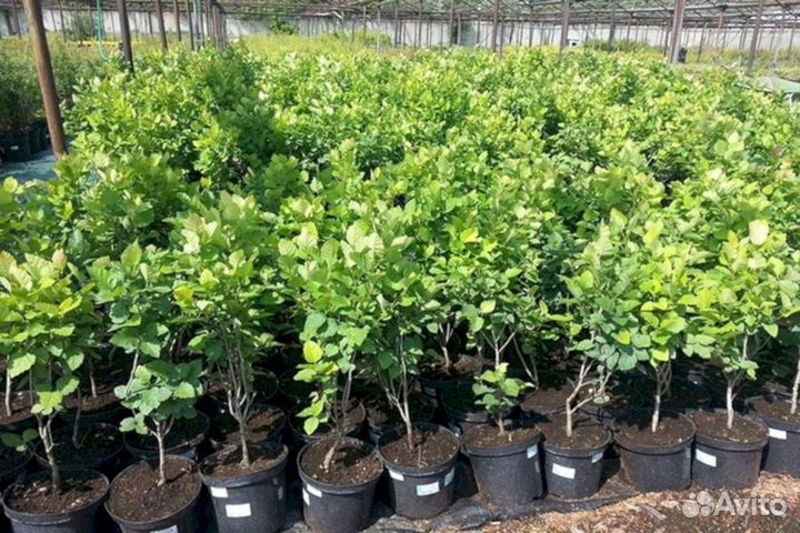 Саженцы рябины Гранатная