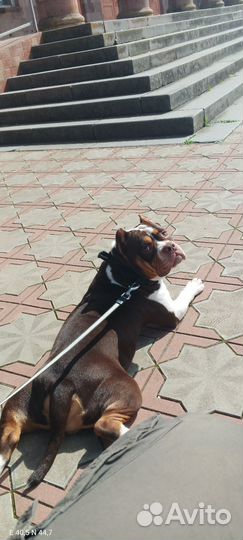 Вязка, Амбулли