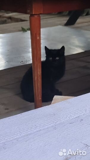Котенок 4 месяца