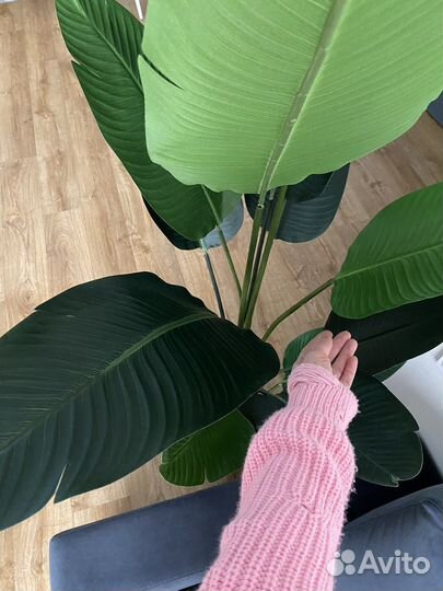 Банановая пальма