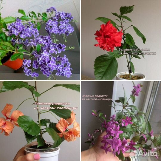 Цветущие комнатные растения