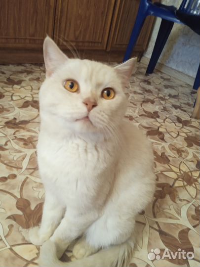 Отдаю кота,3 года