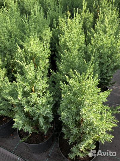 Можжевельник Стрикта, Олд голд, Лайм глоу и другие