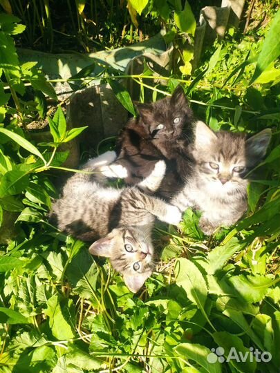 Котята в добрые руки