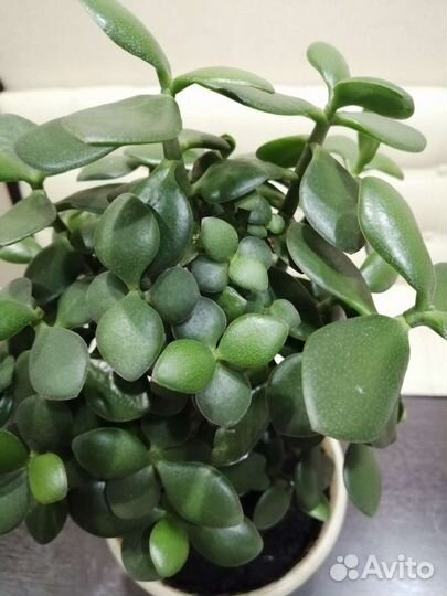 Толстянка (Денежное дерево)