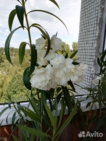 Олеандр белый