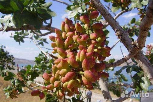 Саженцы Фисташки