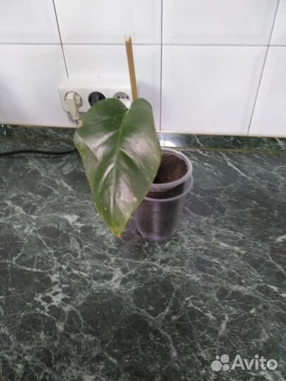 Цветок монстера