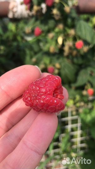 Гиганская малинка