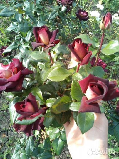 Саженцы роз