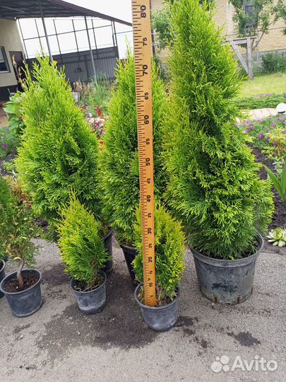 Туи и можжевельники