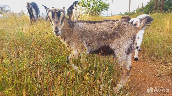 Козы под покрытие ламанча и чп альпийка молочная