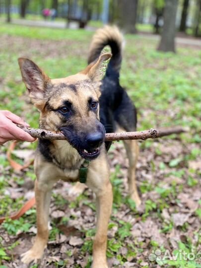 Собака в добрые руки