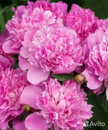 Саженцы цветов