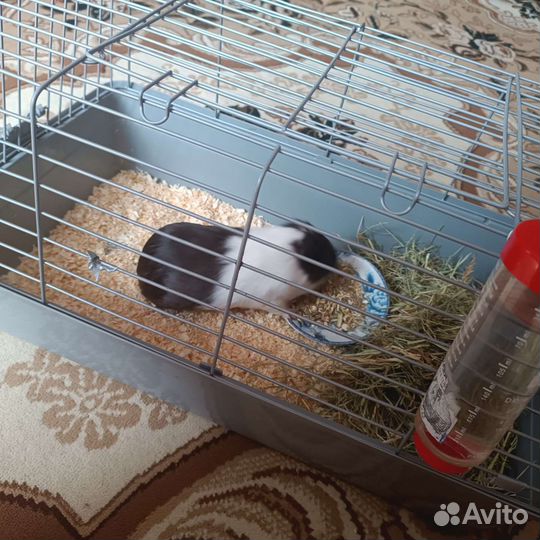 Морская свинка с клеткой