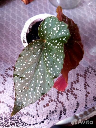 Юкка,Бегония, Хлорофитум