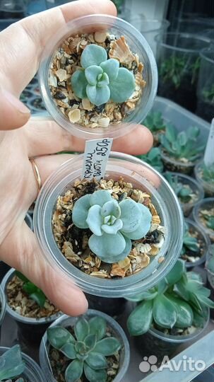 Суккуленты эхеверии