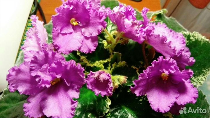 Фиалка цветущая