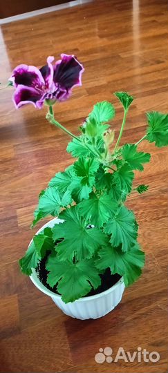 Королевская пеларгония