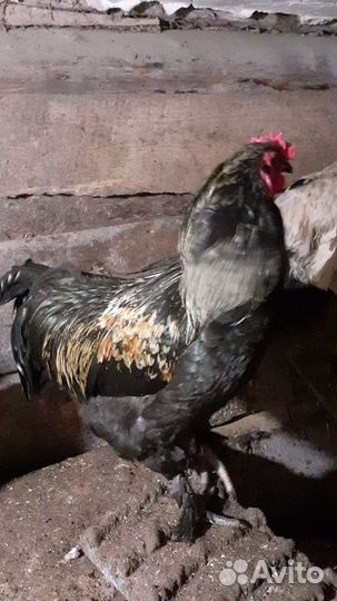 Молодой петух