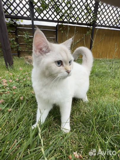 Продаётся котёнок