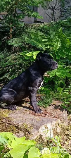 Щенки кане Корсо