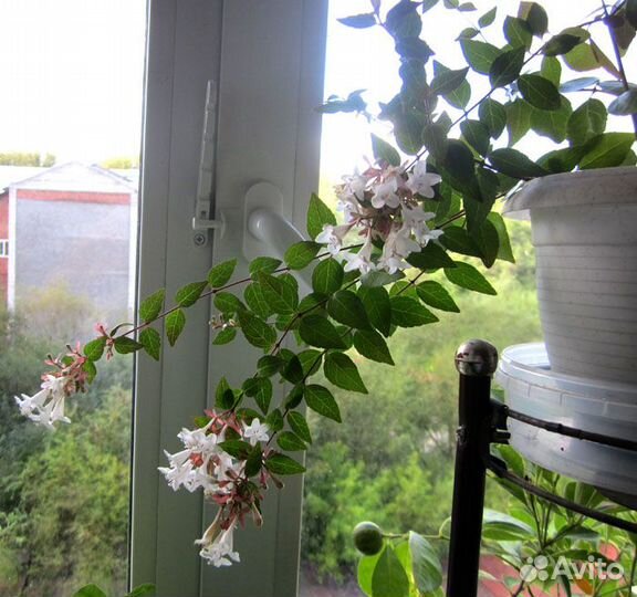 Табернемонтана, лавр и другие