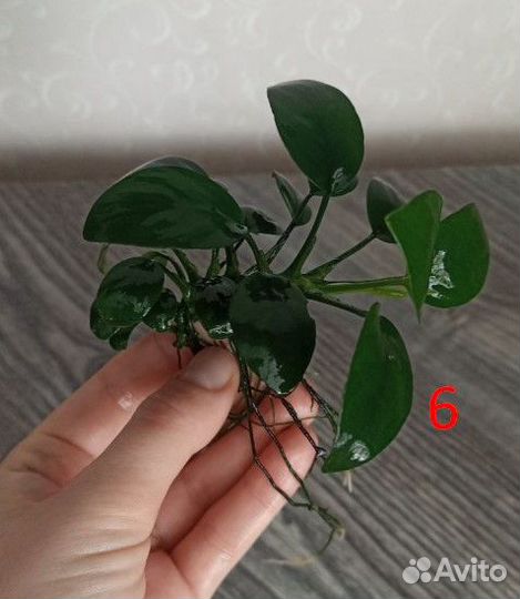 Аквариумные растения и гуппи