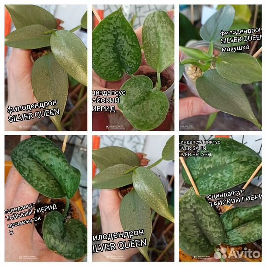 Эпипренумы Silver Splash, Golden Leaf