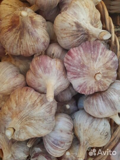 Озимый чеснок