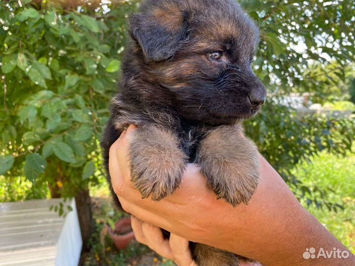 Щенки немецкой овчарки