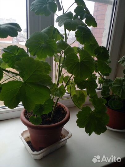 Герань пеларгония