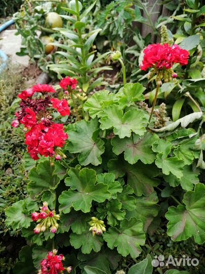 Пеларгония герань