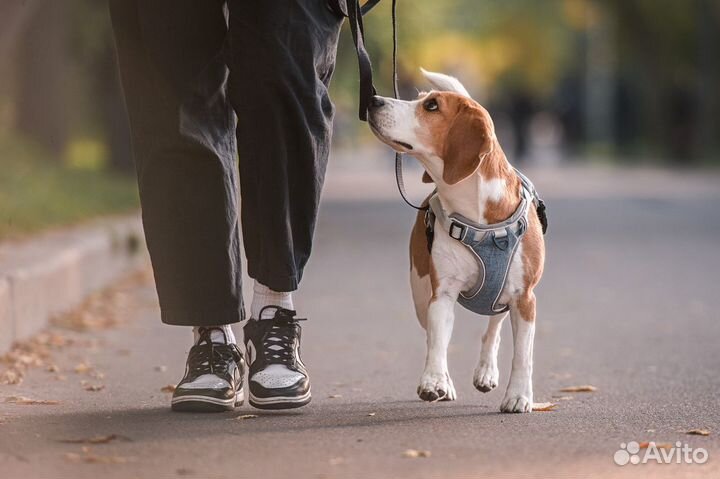 Собака для фотосессии/съёмок (бигль)