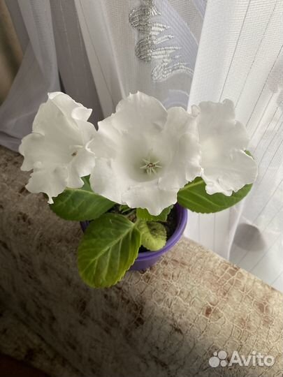 Глоксиния белая