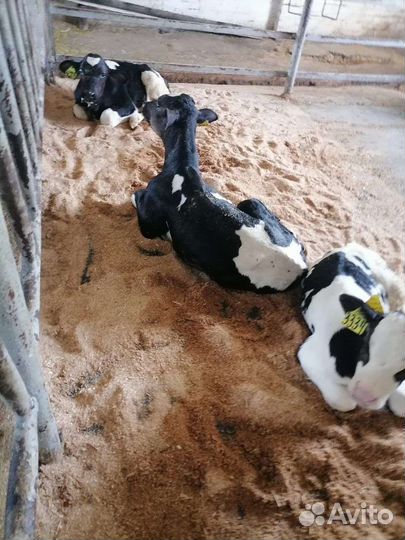 Племенные телята