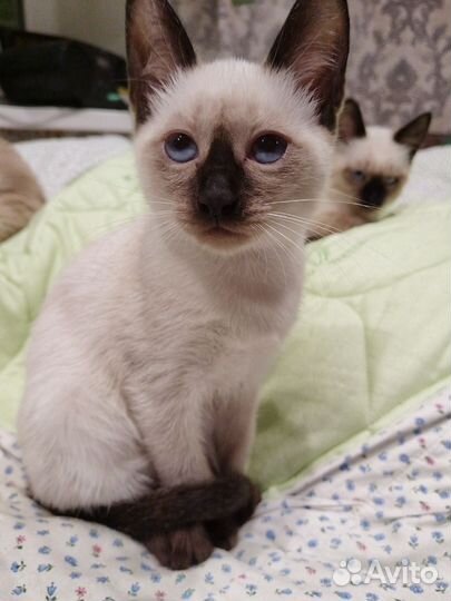 Сиамская кошка