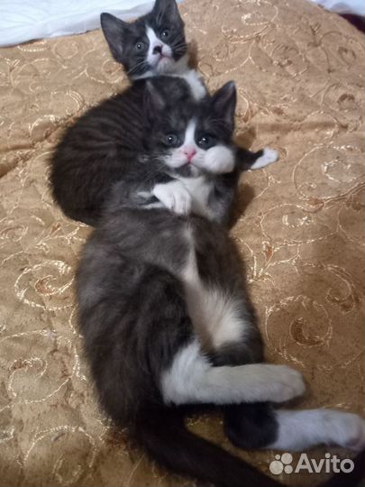 Котята братик с сестрёнкой