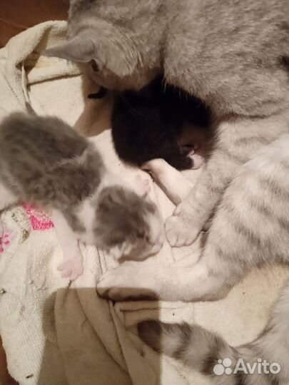 Отдам котяток