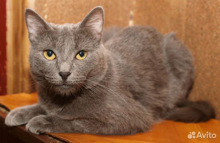 Голубой кот британский кот Анатоль (метис), 3 года