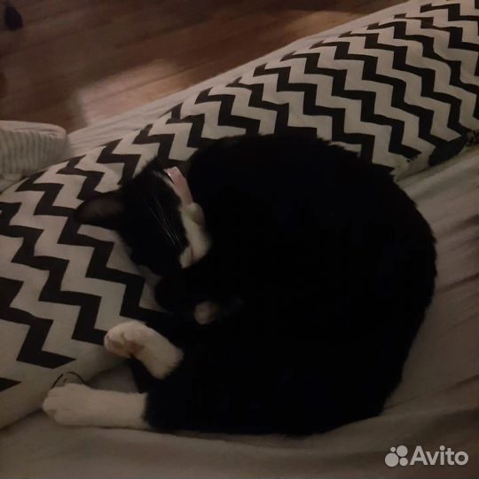 Догситтер, котоняня, выгул собак