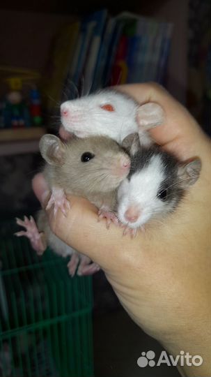 Крыса дамбо