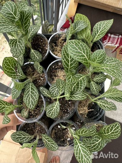 Сциндапсусы и Филодендроны